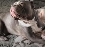 Tierheim Angestellte sind schockiert, als ein Pitbull den Mantel eines Besuchers zerfetzt, aber der Mann sagt: "Jetzt will ich ihn noch viel mehr"