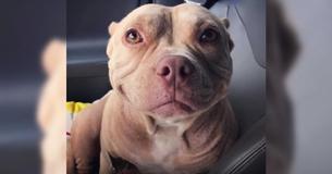 This Pit Bull Has Been Smiling From Ear To Ear Ever Since She Was Saved From The Streets