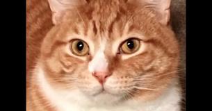 Cat Returned To Shelter After New Owner 'Can't Stand' His Snuggly Demeanor