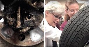Veterinary Office Shares Pictures After Saving Kitten from Rim Of Tire