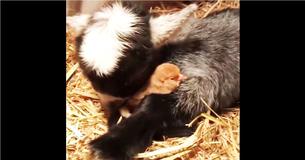 Owner Records Precious Moment Baby Goat And Baby Chick Snuggle Up And Fall Asleep Together