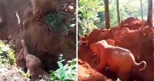 Rescuers Spend 6 Hours Building Ramp To Help Terrified Baby Elephant Trapped In 30-Foot Well