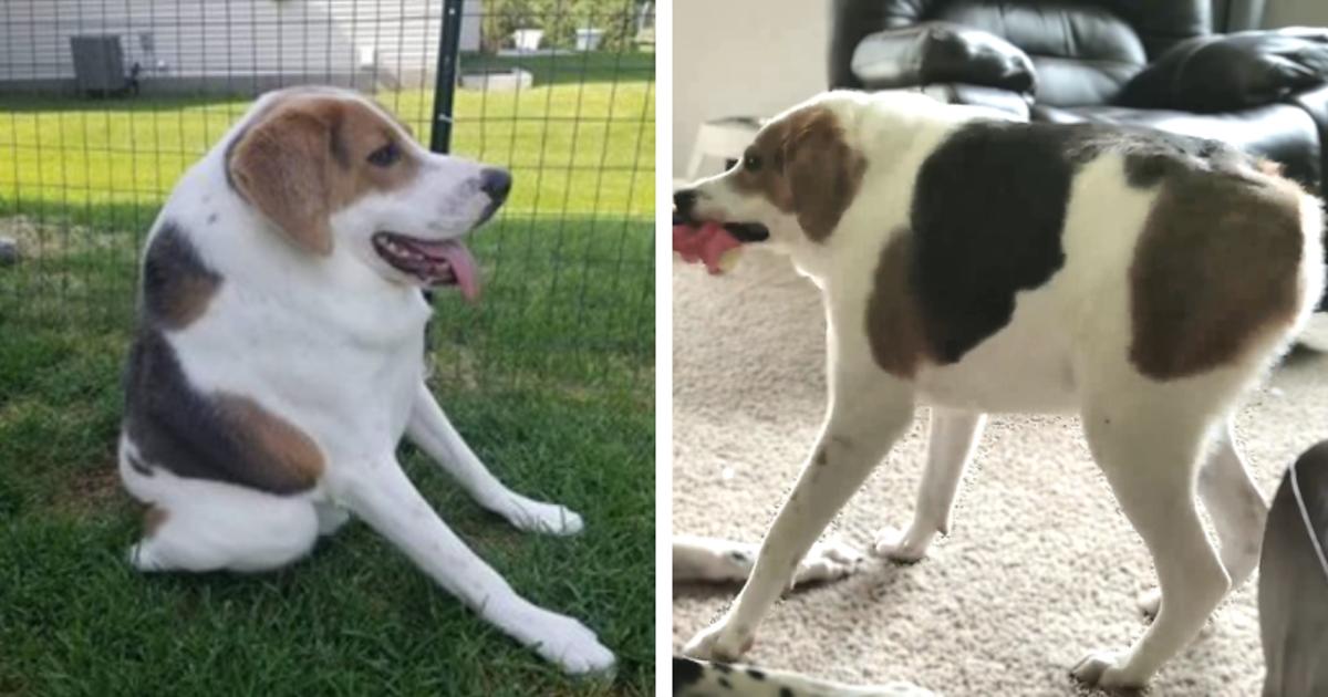 Disabled Dog Left For Dead At 2 Months Old Finds Forever Home ...