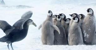Baby pinguïns schreeuwen het uit als roofdier nadert, dan verschijnt een onwaarschijnlijke held om de dag te redden