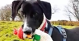 Britain's Loneliest Dog Has Gone 500 Days Without Anyone Wanting To Take Him Home