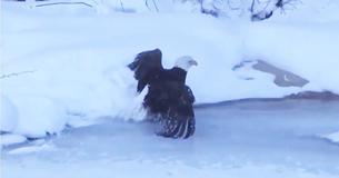 Video: Rescuers Save Bald Eagle Trapped On Icy Lake