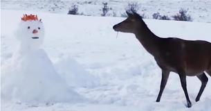 Hert komt sneeuwpop tegen die zijn weg blokkeert en doet wat herten de beste in zijn