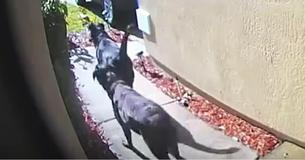 After Woman Suffers Stroke, Doorbell Cam Records 2 Labs Rushing Through Neighborhood For Help