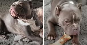 Medewerkers van dierenasiel schrikken als pitbull jas van bezoeker verscheurt, maar de man zegt 'Nu wil ik hem al helemaal hebben'