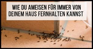Hier ein preiswertes Geheimnis um Ameisen von Deinem Haus fern zu halten.