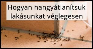 Így tarthatod távol otthonodtól a hangyákat néhány olcsó megoldással