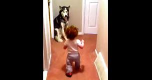 Ce papa passe l'aspirateur et son bébé lui vole la vedette quand il se dirige droit vers son "protecteur"