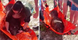 Rescuers Save Life Of Motherless Baby Manatee Left To Look After Itself