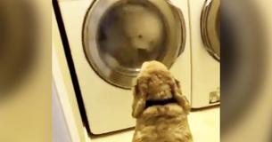 Meisje ziet bezorgde hond naar droger staren, ze schiet in de lach als ziet wat erin zit