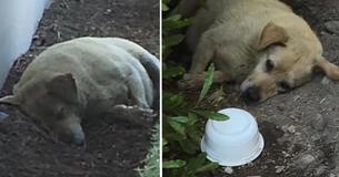 Un chien trouvé dans la crasse après que ses propriétaires aient déménagé le laissant derrière eux