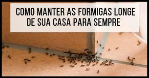 Revelamos Segredos Baratos Para Manter Formigas Fora Da Sua Casa