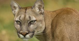 Woman Runs To Break Up Dog Fight, Finds Out She Stuck Her Hand Between Pup and Mountain Lion