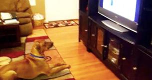 Un papa enregistre le chiot en train de répondre aux commandes sur la télé, et c'est très drôle