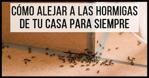 Revelados los trucos económicos para mantener a las hormigas fuera de tu casa