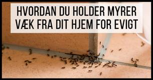 Se Billige tricks til at holde myrerne ude af dit hjem 