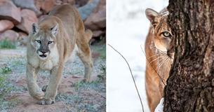 Jogger Chokes Mountain Lion To Death When It Attacks Him