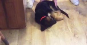 Adorable German Shepherd Doggy Falls Asleep On The Floor