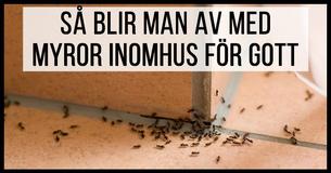 Utrotare avslöjar billiga knep som håller myror borta från ditt hem för gott