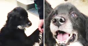 Police Officers Rescue Emaciated Dog Left for Dead in Below-Freezing Temperatures