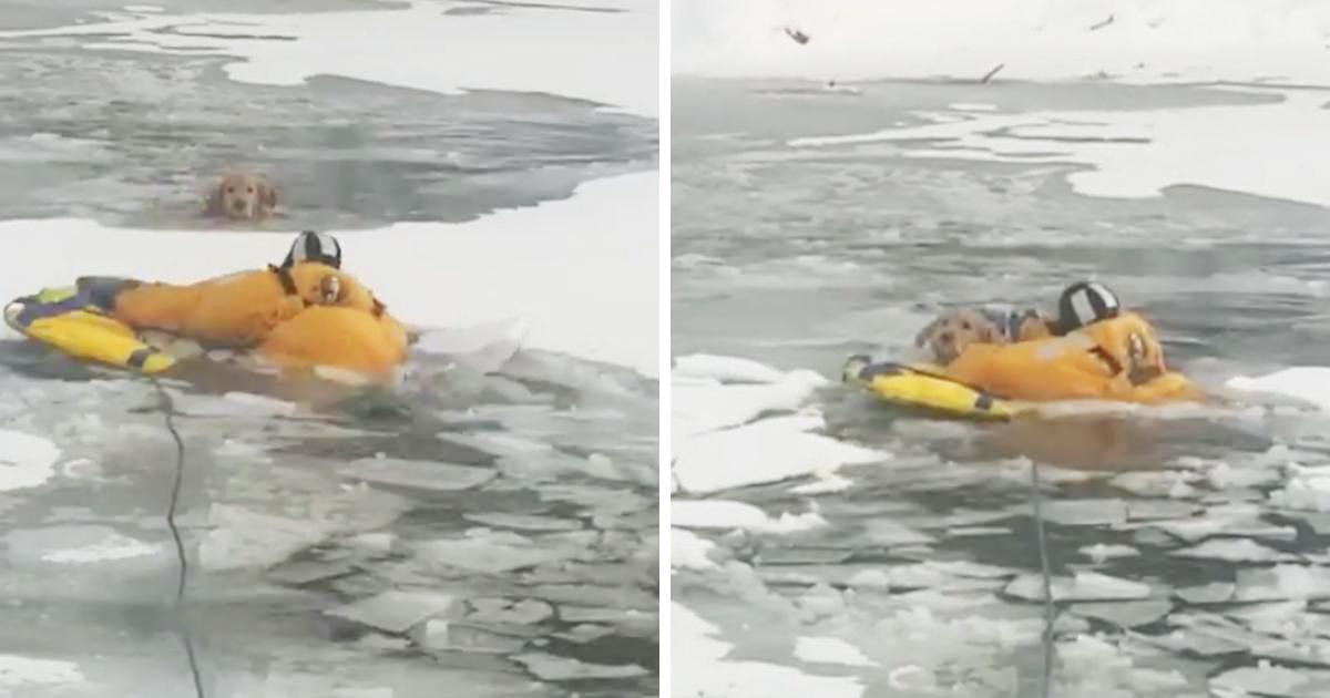 Golden Retriever Plunges Through Ice, Rescuer Jumps Into Freezing Water ...