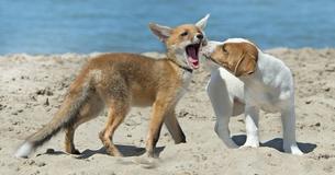 Baby-Fuchs wird gerettet – und wird der beste Freund eines Hundes