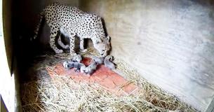 Un zoo se réjouit quand un guépard enceinte donne naissance à une énorme portée de 7 petits pour la deuxième fois
