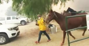 Reporter Stops Live TV Broadcast To Rescue Helpless Horses Left Behind During Wildfire