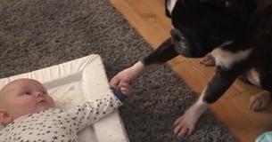 Mother Captures Adorable Moment Family Dog Doesn't Want To Let Go Of Baby Brother’s Little Hand