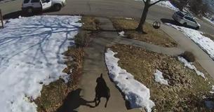 Family Believes Dog Is ‘Scared Of Everything’ Until Porch Pirates Try To Steal Mother's Package