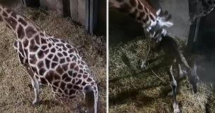 Camera Catches Rare Moment 127 Lb Baby Giraffe Is Born, And The Footage Is Absolutely Breathtaking