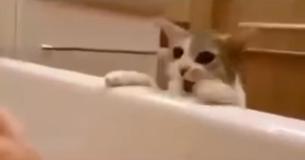 Katze glaubt, Frauchen würde in der Badewanne ertrinken