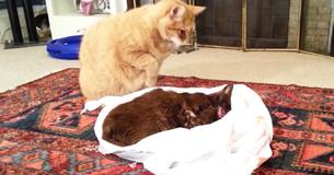 Un propriétaire laisse son chaton dire au revoir quand son meilleur ami meurt, regarde sa réaction