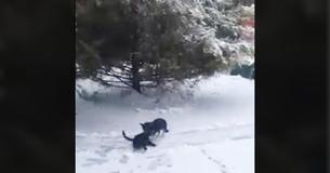 Une femme filme un chien errant tirant un chat dans la neige pour découvrir une "mission" qui est devenue virale sur Internet