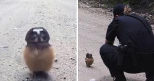 Officer Spots Baby Owl In The Middle Of The Street And Has The Cutest Conversation