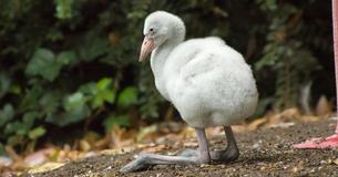 More Than 2,000 Abandoned Flamingo Chicks Rescued By Conservationists