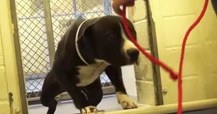Le chien de refuge est super triste quand ils lui mettent sa laisse jusqu'à ce qu'il réalise qu'il va à sa maison permanente