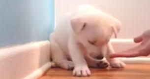 Adorable Puppy Falls Asleep During Training