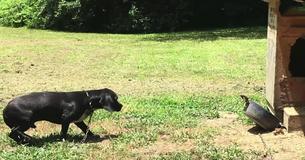 Un chien enlevé d'une famille négligente arrive à l'endroit où il peut enfin se sentir chez lui