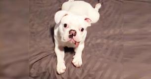 Bulldog Saved From Meat Market Is So Happy With Life That His Tongue Constantly Hangs Out