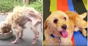 Starving Dog Is A Sack of Bones When Rescuers Find Him, Now Pup Is Unrecognizable