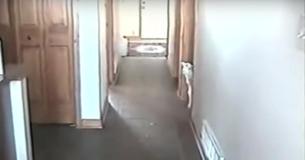 Un petit agneau rentre à la maison quand sa mère appelle son nom, il panique avec un geste qui a bouleversé tout l'Internet.