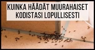Edulliset keinot pitää muurahaiset poissa kotoasi