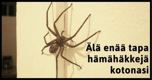 Älä koskaan tapa hämähäkkejä kotonasi