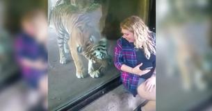 La réaction adorable du tigre quand il réalise que la femme est enceinte devient virale