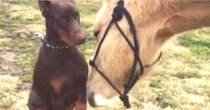 Doberman And Horse Share Incredibly Special Friendship